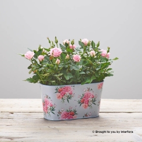 Flourishing Rose Tin